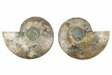 Cut & Polished, Agatized Ammonite Fossil - Madagascar #241012-1